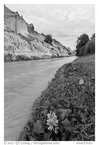 Flowers and aquatic plants on edge of Fairy Stream. Mui Ne, Vietnam (black and white)