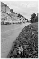 Flowers and aquatic plants on edge of Fairy Stream. Mui Ne, Vietnam (black and white)