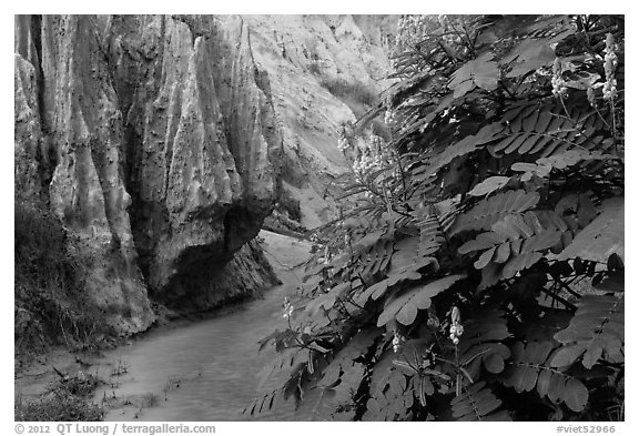 Flowers and rock walls, Fairy Stream. Mui Ne, Vietnam