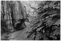 Flowers and rock walls, Fairy Stream. Mui Ne, Vietnam ( black and white)