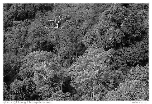 Tropical forest canopy. Ta Cu Mountain, Vietnam