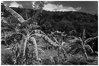 Banana trees, hill, and temple gate. Ta Cu Mountain, Vietnam (black and white)