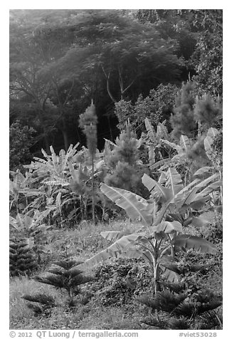 Tropical growth. Ta Cu Mountain, Vietnam (black and white)