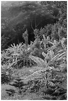 Tropical growth. Ta Cu Mountain, Vietnam ( black and white)