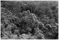 Tropical forest on hillside. Ta Cu Mountain, Vietnam (black and white)