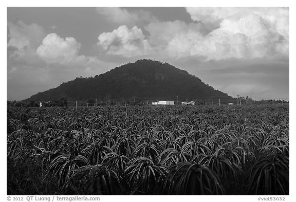 Dragon fruit field and hill south of Phan Thiet. Vietnam