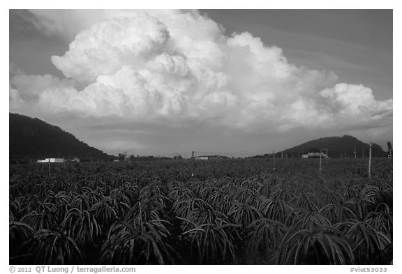 Thanh long fruit (pitaya) field and moonson clouds. Vietnam (black and white)