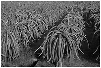 Rows of Dragon fruit cacti. Vietnam ( black and white)