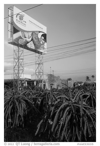 Field of pitaya (Thanh Long) and sign advertising them. Vietnam (black and white)