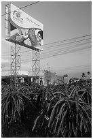 Field of pitaya (Thanh Long) and sign advertising them. Vietnam ( black and white)