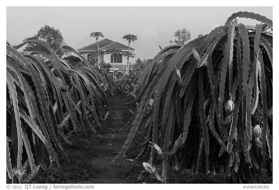 Pitahaya (Thanh Long) grown commercially. Vietnam (black and white)