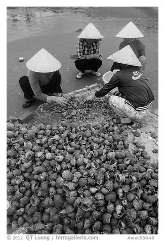 Women processing shells on beach. Mui Ne, Vietnam (black and white)