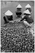 Women processing shells on beach. Mui Ne, Vietnam (black and white)