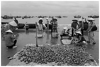 Freshly harvested shells on beach with backdrop of fishing boats. Mui Ne, Vietnam (black and white)