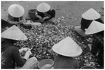 Women in conical hats processing pile of scallops. Mui Ne, Vietnam (black and white)