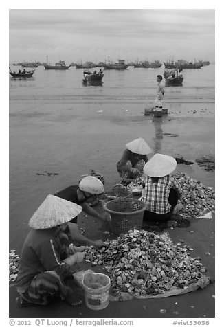 Women process scallops on beach harbor. Mui Ne, Vietnam