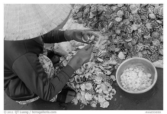 Woman extracting meat from scallops. Mui Ne, Vietnam (black and white)