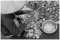 Woman extracting meat from scallops. Mui Ne, Vietnam (black and white)