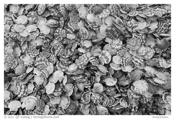 Scallops. Mui Ne, Vietnam (black and white)