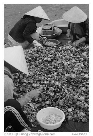 Processing fresh scallops by hand on the beach. Mui Ne, Vietnam