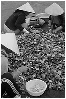 Processing fresh scallops by hand on the beach. Mui Ne, Vietnam (black and white)