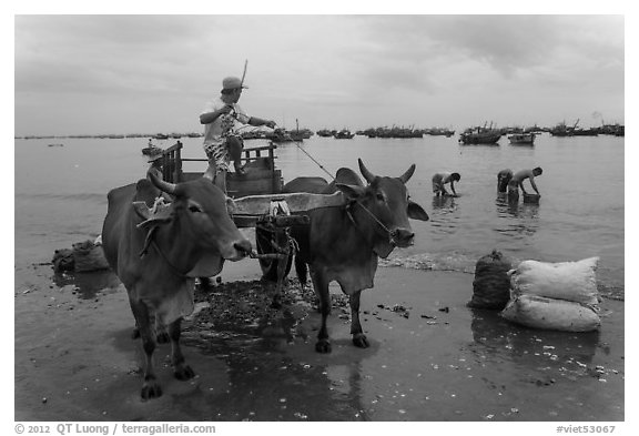 Bullock cart on fishing beach. Mui Ne, Vietnam (black and white)