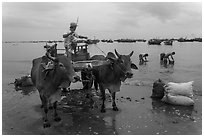 Bullock cart on fishing beach. Mui Ne, Vietnam (black and white)