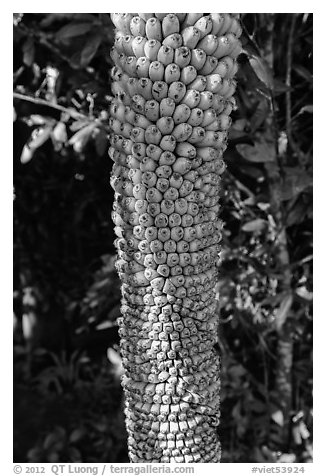 Banana cluster, Phoenix Island. My Tho, Vietnam (black and white)