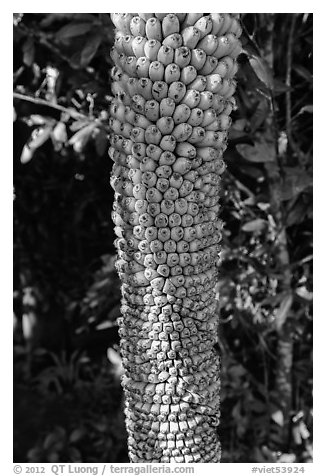 Banana cluster, Phoenix Island. My Tho, Vietnam