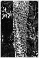 Banana cluster, Phoenix Island. My Tho, Vietnam ( black and white)