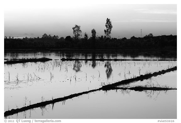 Flooded rice fields at sunset. Mekong Delta, Vietnam (black and white)