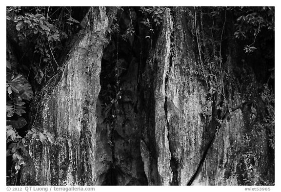 Limestone wall and vegetation. Da Nang, Vietnam (black and white)