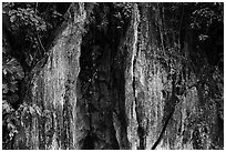 Limestone wall and vegetation. Da Nang, Vietnam ( black and white)