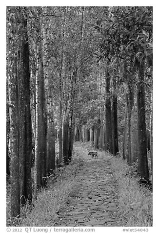 Path in forest with dog. My Son, Vietnam (black and white)