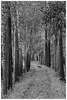 Path in forest with dog. My Son, Vietnam (black and white)