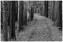 Paved path in forest. My Son, Vietnam (black and white)