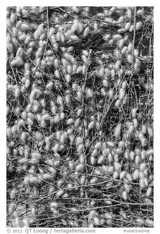 Yellow cocoons of silk worms. Hoi An, Vietnam (black and white)