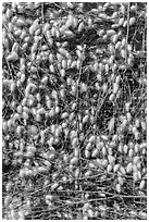 Yellow cocoons of silk worms. Hoi An, Vietnam ( black and white)