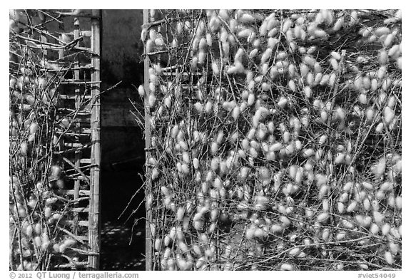 Grids with cocoons of silkworms (Bombyx mori). Hoi An, Vietnam (black and white)