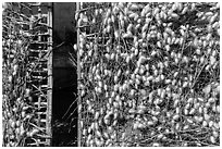 Grids with cocoons of silkworms (Bombyx mori). Hoi An, Vietnam (black and white)