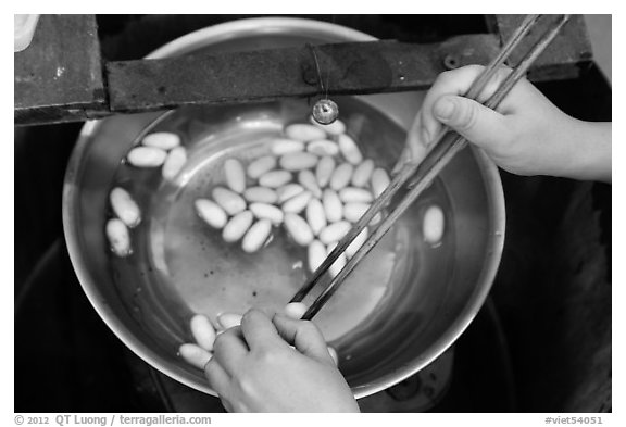 Hands handling silkworm cocoons with chopsticks. Hoi An, Vietnam (black and white)