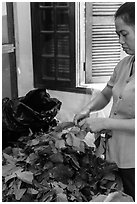 Woman detaching leaves for feeding silkworms. Hoi An, Vietnam ( black and white)
