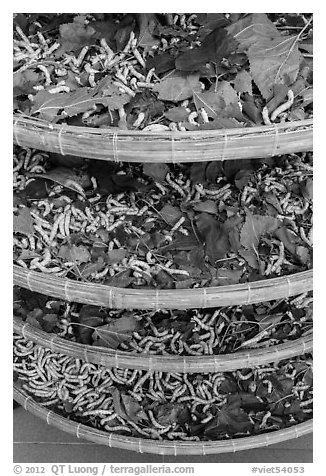 Trays of silkworms. Hoi An, Vietnam (black and white)