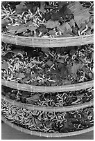 Trays of silkworms. Hoi An, Vietnam (black and white)