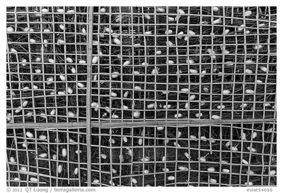 Grid with ellow and white silkworm cocoons. Hoi An, Vietnam (black and white)