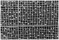 Grid with ellow and white silkworm cocoons. Hoi An, Vietnam ( black and white)