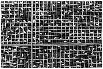 Grid with ellow and white silkworm cocoons. Hoi An, Vietnam (black and white)