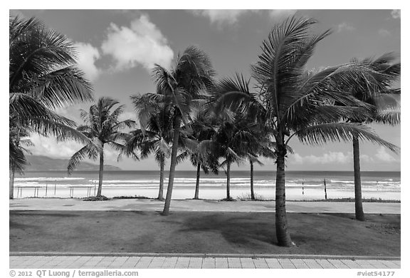 Palm-lined beachfront promenade. Da Nang, Vietnam (black and white)