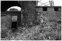 Cow and old bunkers at Hai Van pass. Vietnam ( black and white)