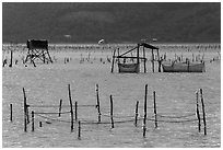 Pilings and fishing nets in lagoon. Vietnam ( black and white)